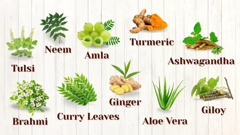 Osmanlı Mutfağında Kullanılan Şifalı Bitkiler