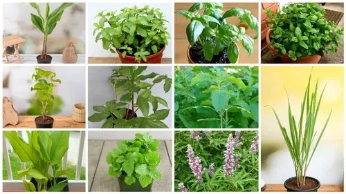 Bağışıklık sistemini güçlendiren şifalı bitkiler sağlıklı yaşamın anahtarıdır