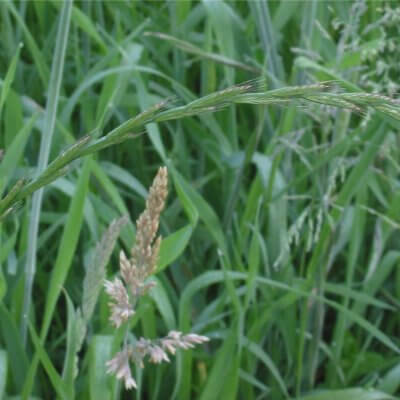 'Agropyron repens