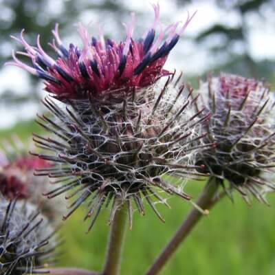 Arctium tomentosum