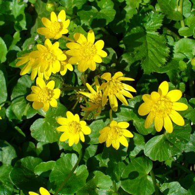 Basur Otu Nedir? Ranunculus ficaria Özellikleri ve Geleneksel Kullanımı