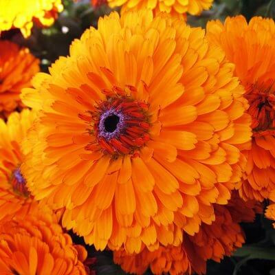 Calendula officinalis'.
