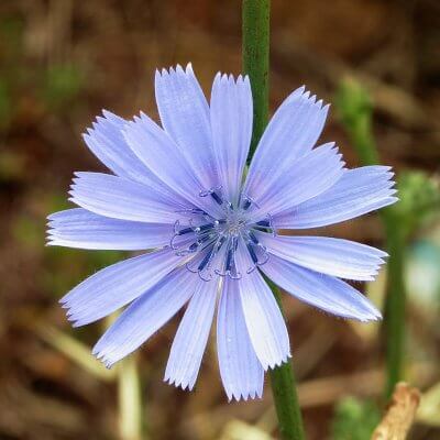 Chicory
