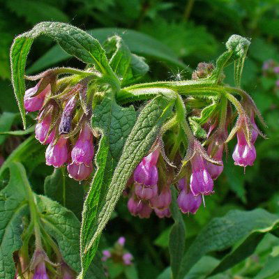 Comfrey Grass