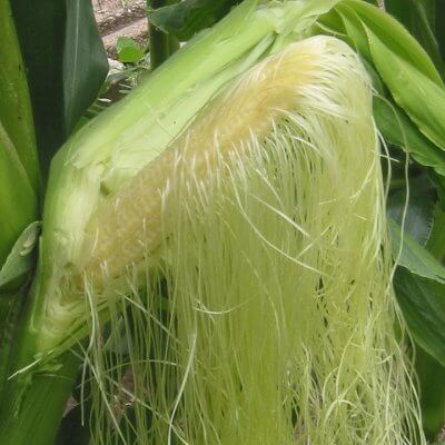 corn silk