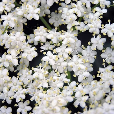 Elderberry Blossom
