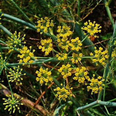 Fennel