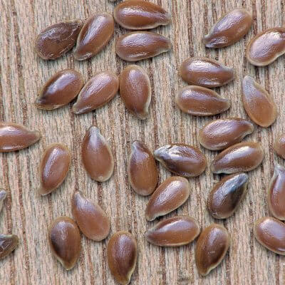 Flaxseed Grain