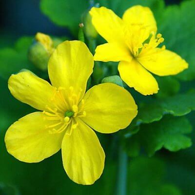 Greater celandine