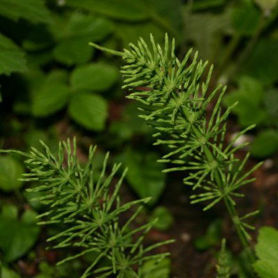 horsetail plant