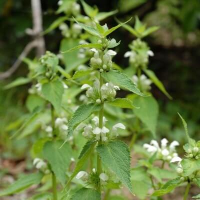 Lamium Album