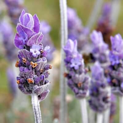 Lavender