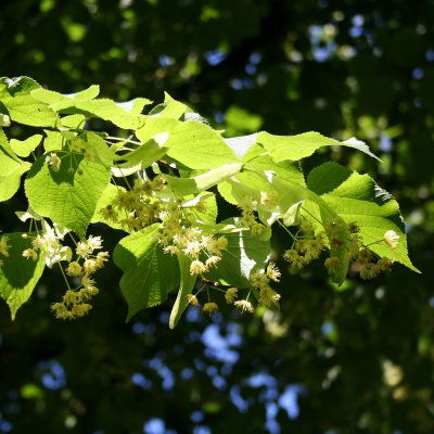 Linden Blossom