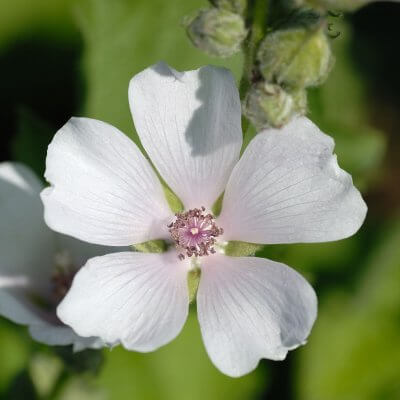 Mallow blossom