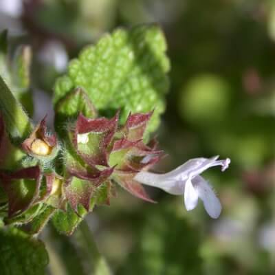 “Melissa Officinalis