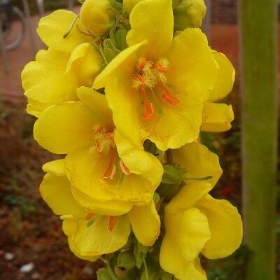 mullein plant