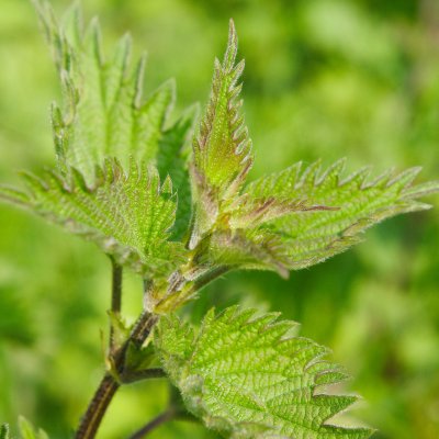 Nettle