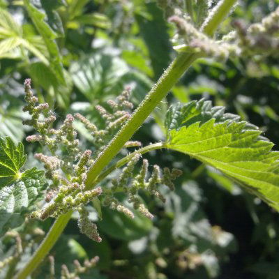 Nettle Root
