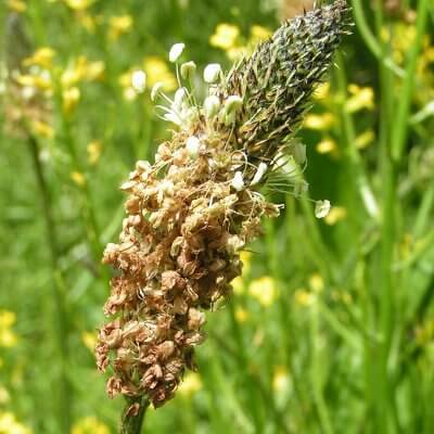 ‘Plantago lanceolata