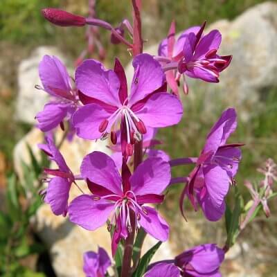 willowherbs