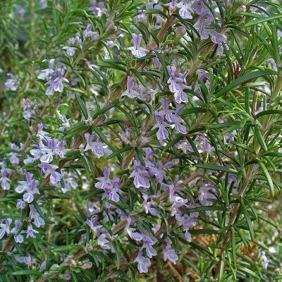 Rosemary