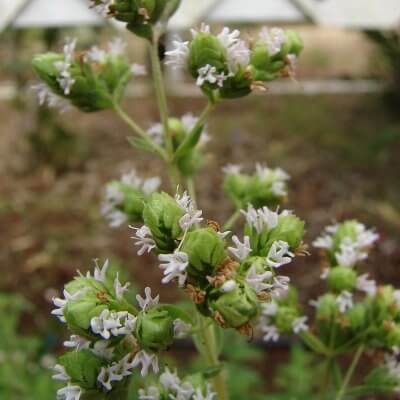 sweet marjoram
