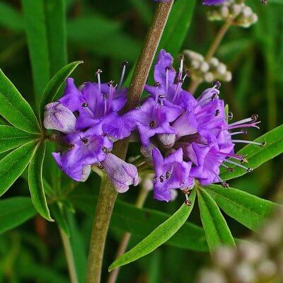 vitex Agnus castus